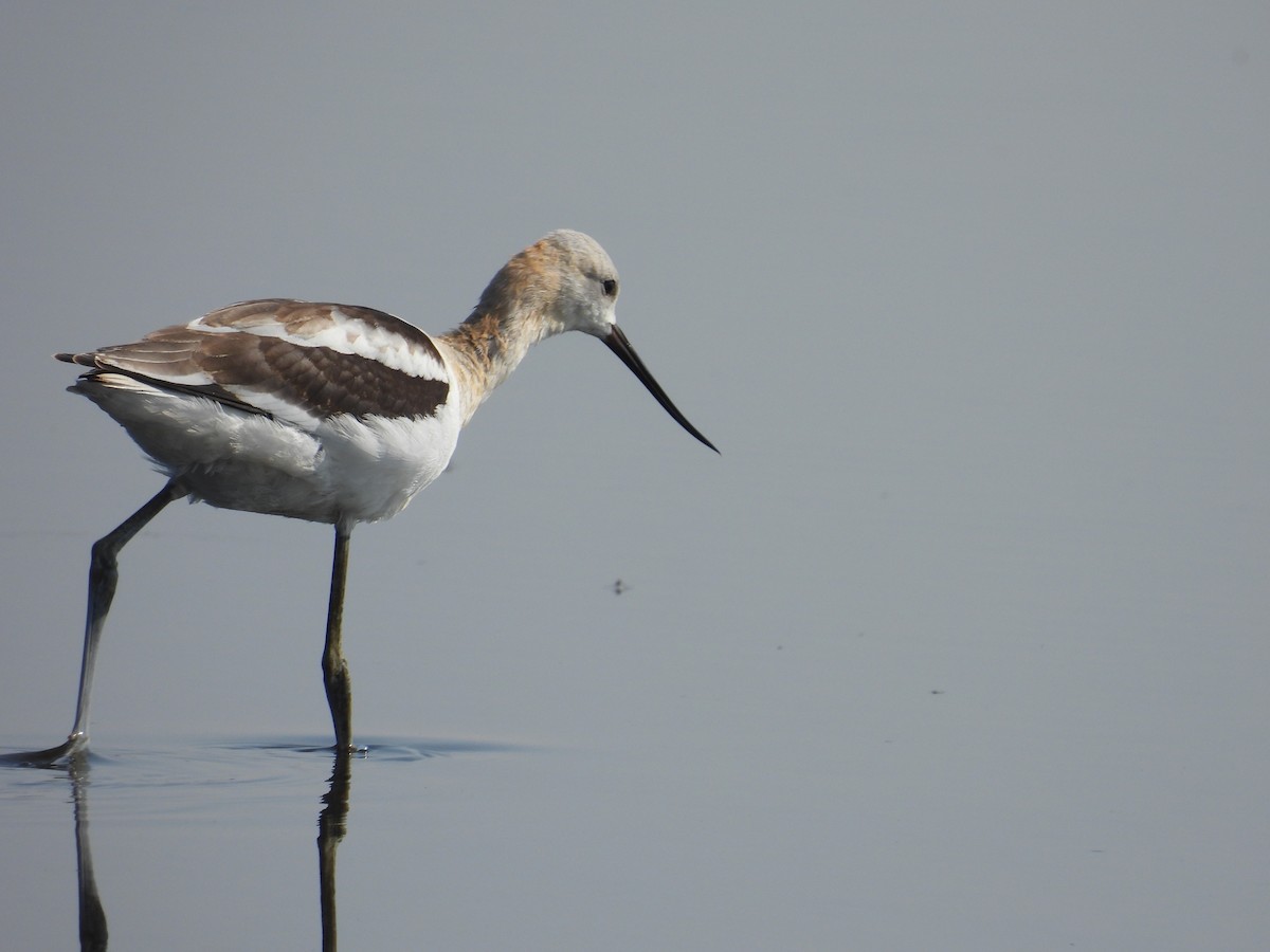 American Avocet - ML641632995