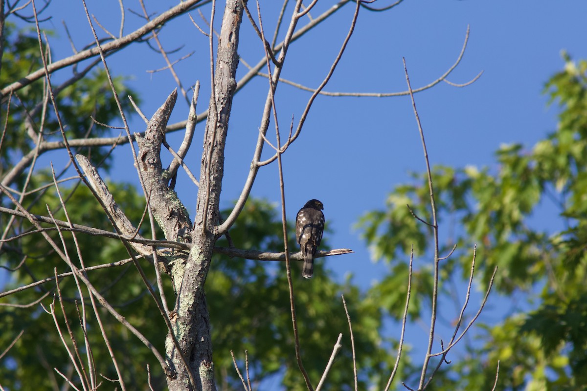 Cooper's Hawk - ML641632999