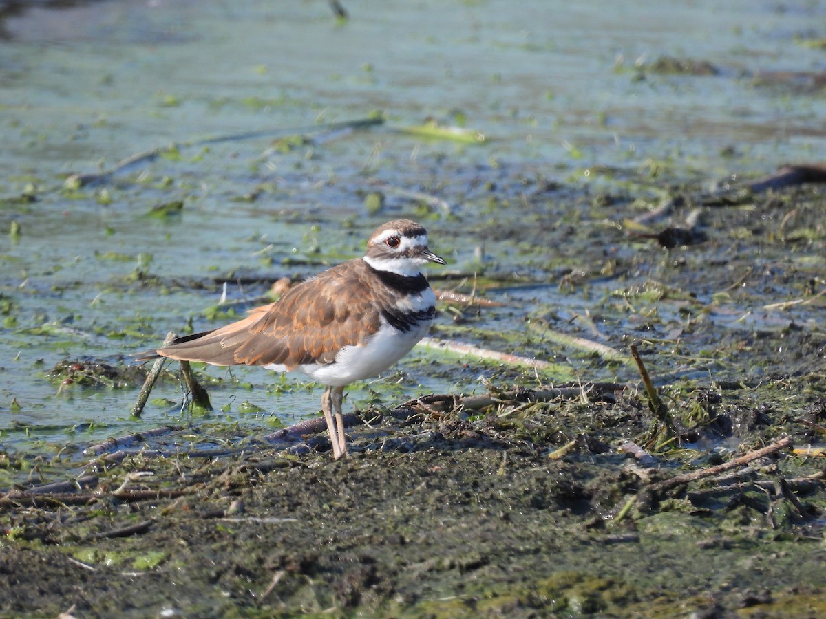 Killdeer - ML641633000