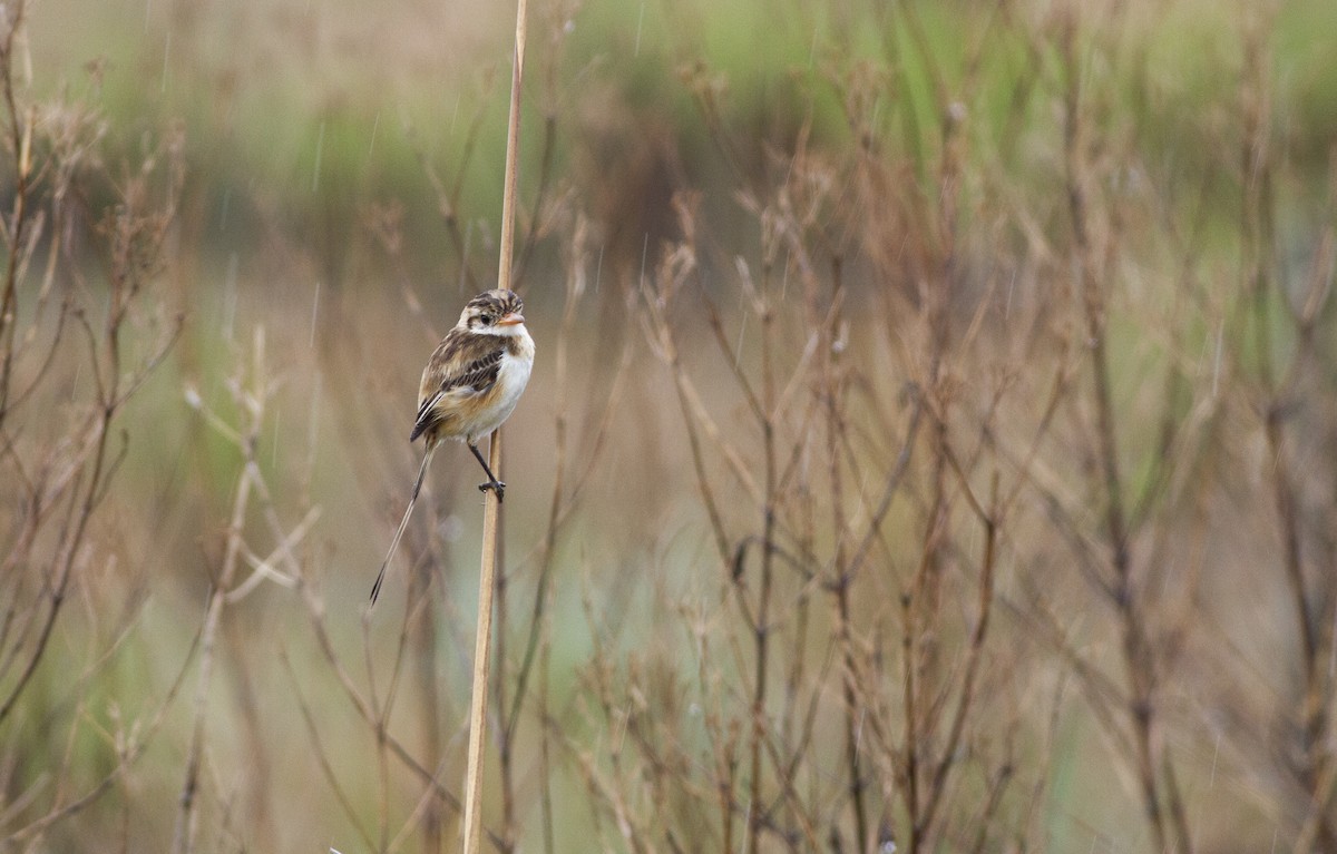 Strange-tailed Tyrant - ML641633007