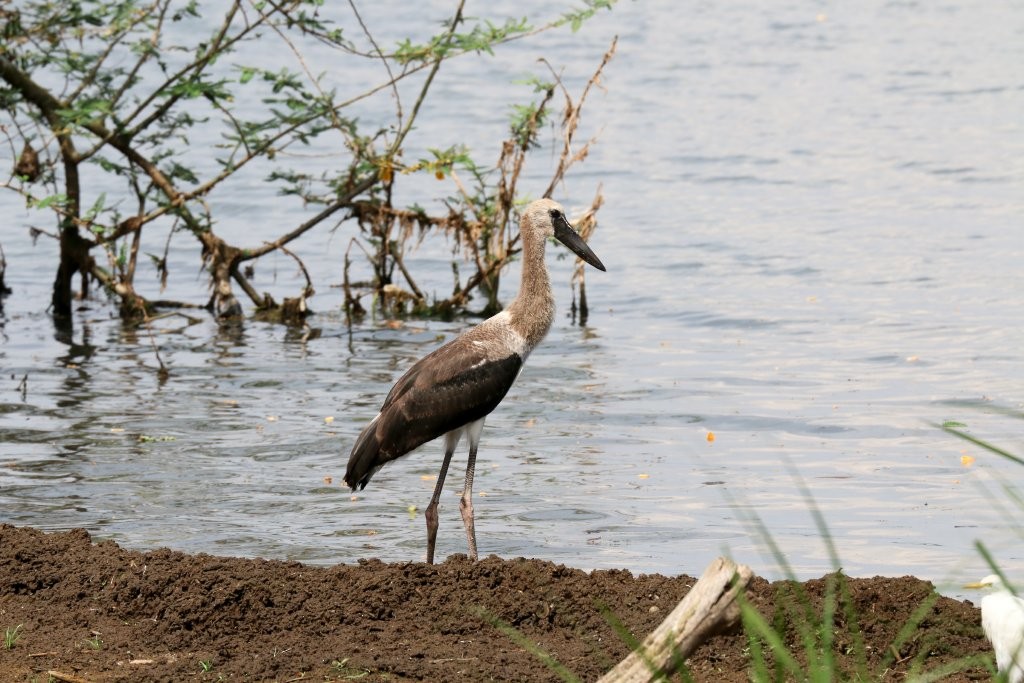 African Woolly-necked Stork - ML64163301