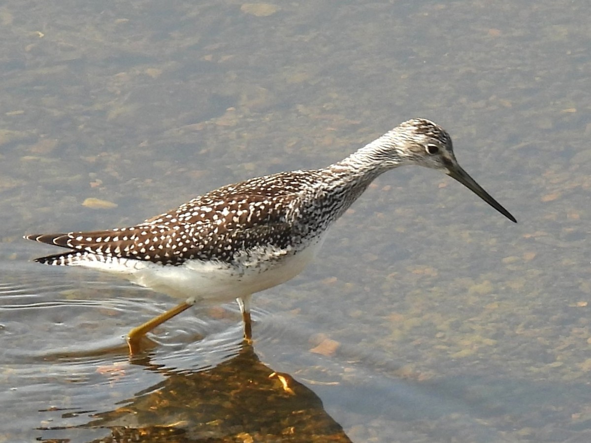 Greater Yellowlegs - ML641633012