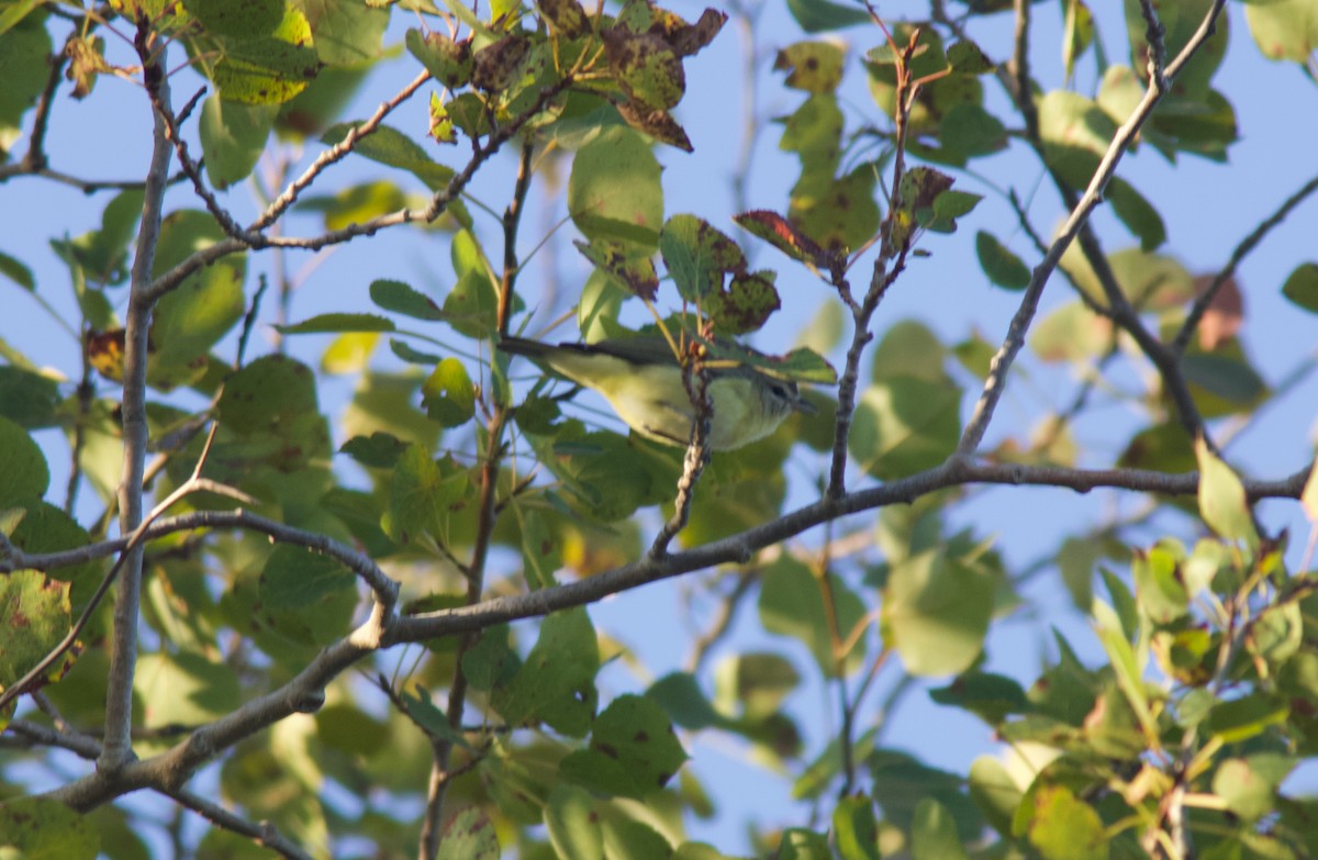 Philadelphia Vireo - ML641633020