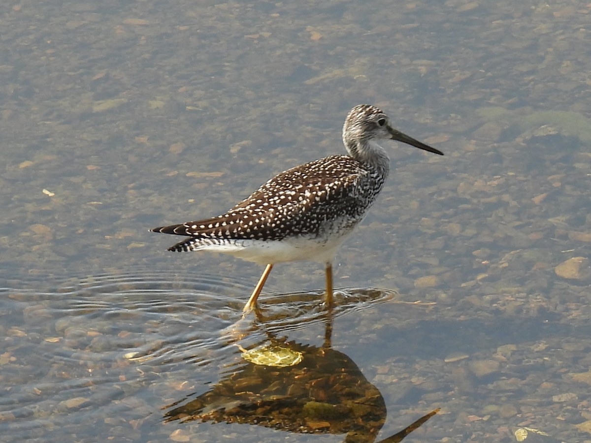 Greater Yellowlegs - ML641633026