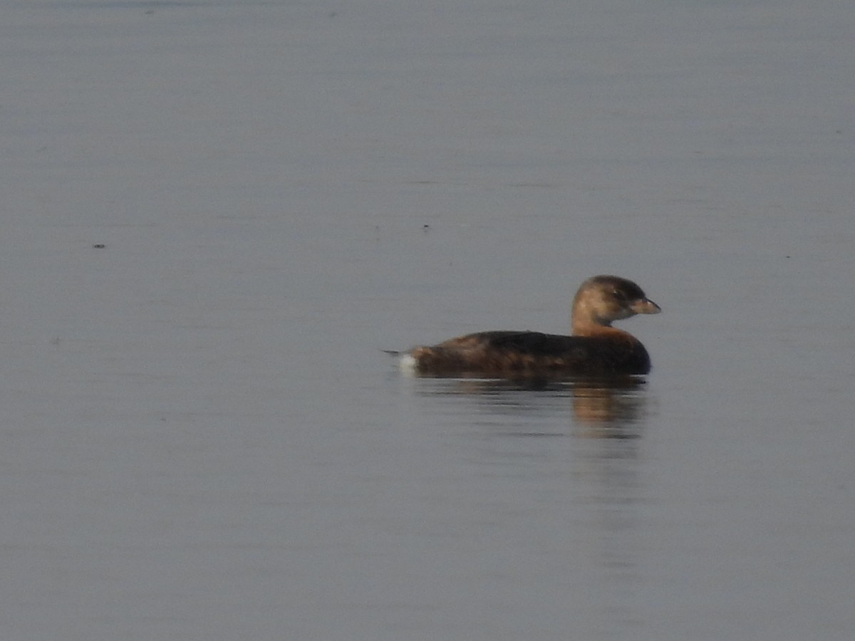 Pied-billed Grebe - ML641633050