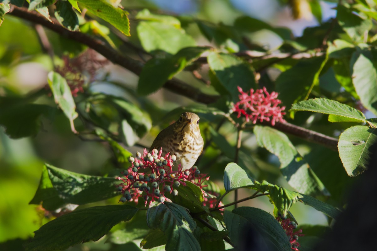 Swainson's Thrush - ML641633051