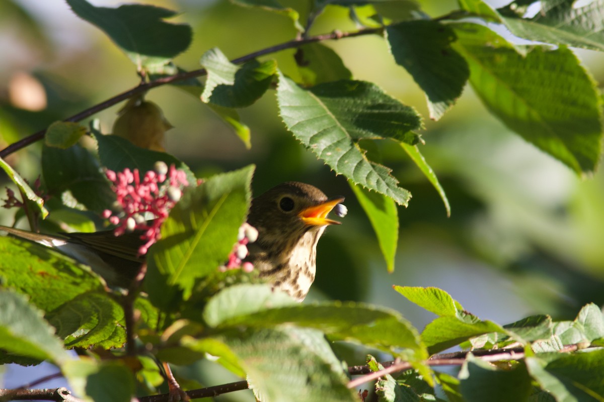 Swainson's Thrush - ML641633052