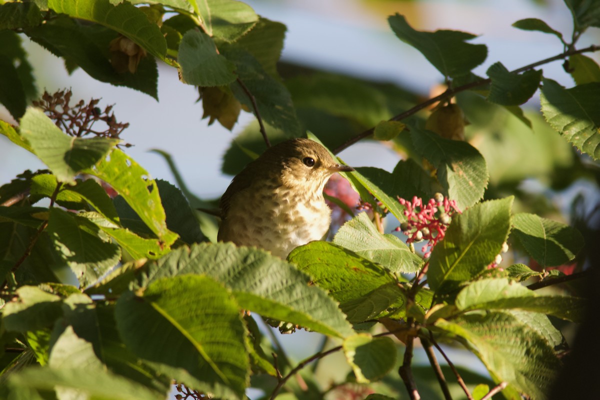 Swainson's Thrush - ML641633053