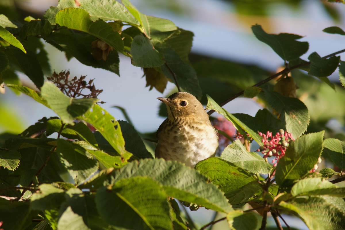 Swainson's Thrush - ML641633054