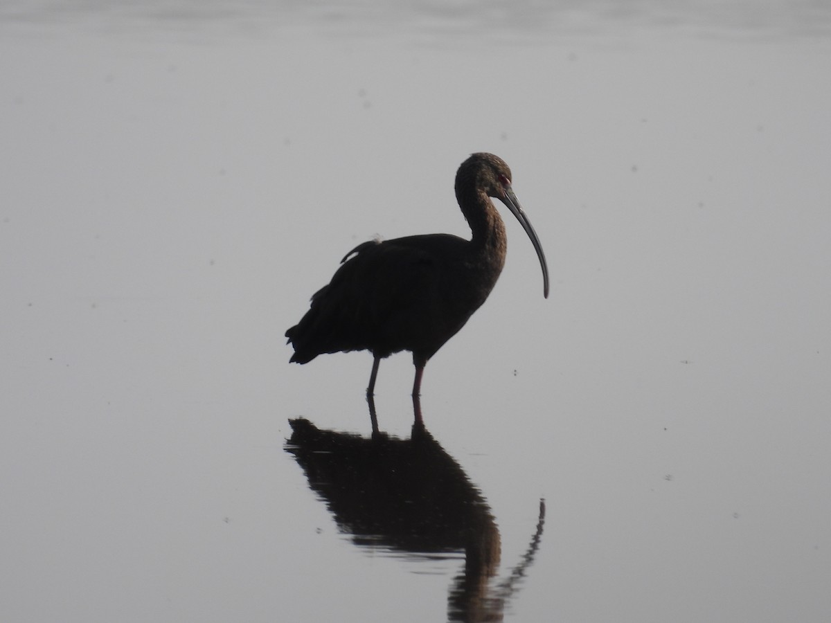 White-faced Ibis - ML641633061