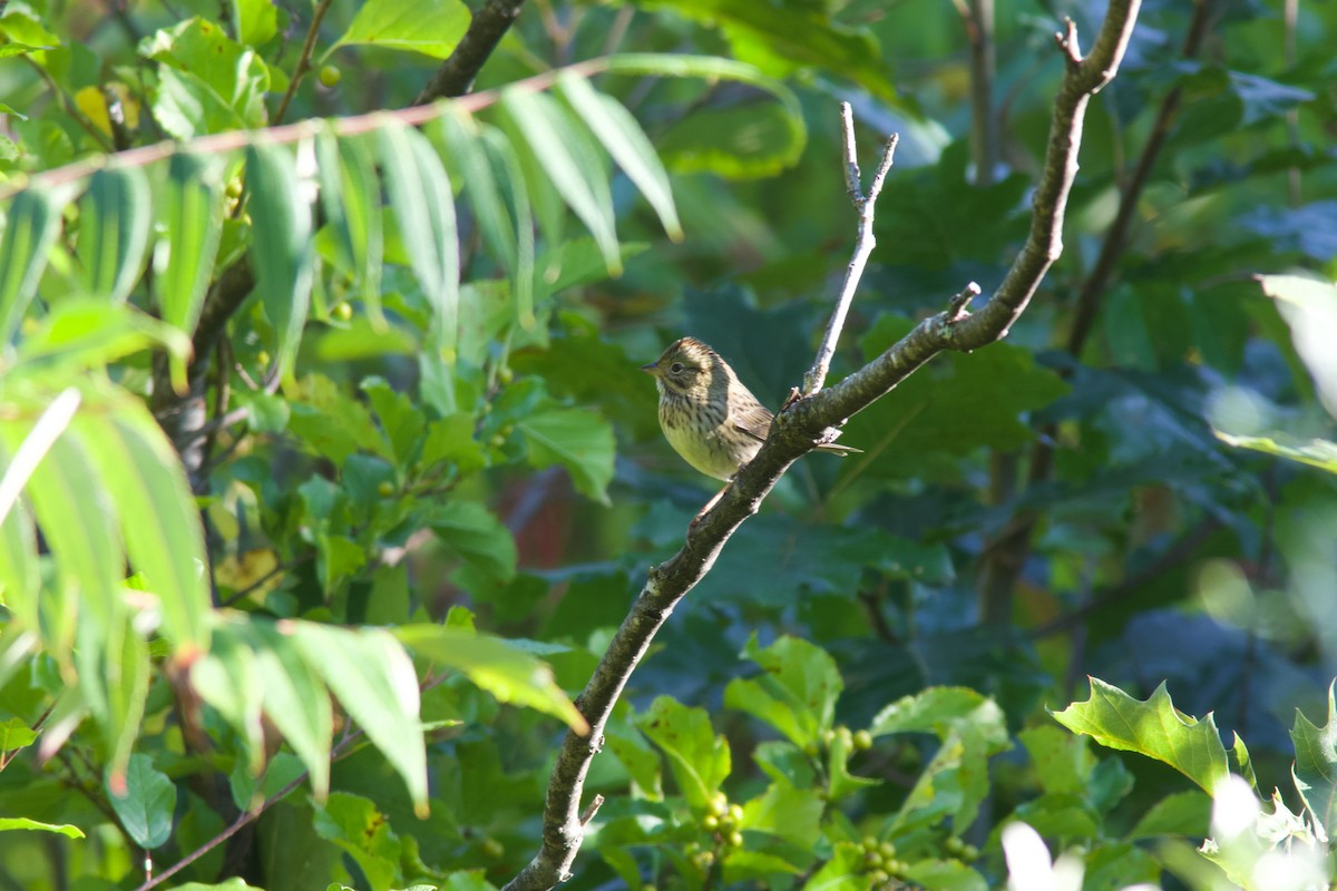 Lincoln's Sparrow - ML641633066