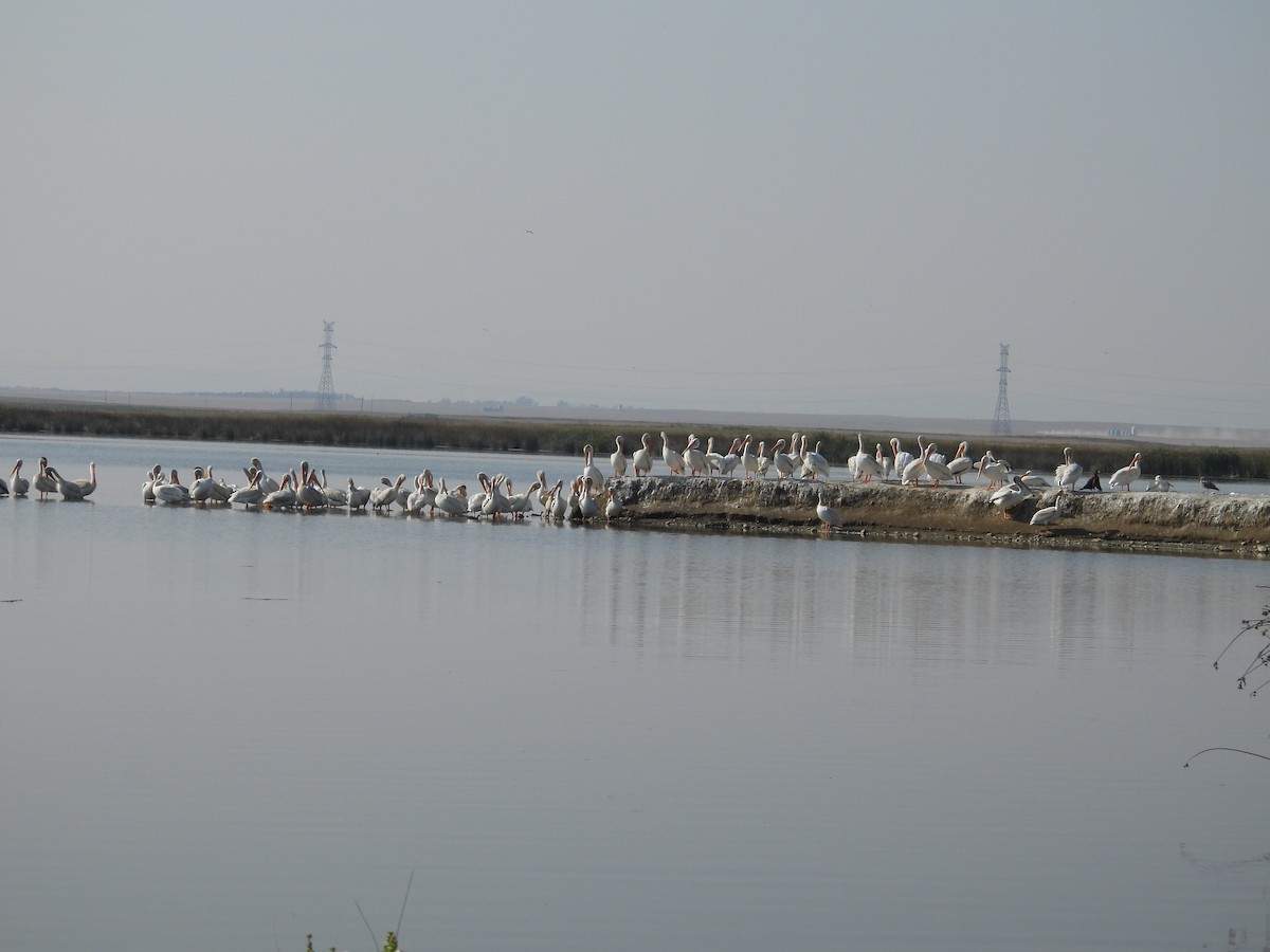 American White Pelican - ML641633077