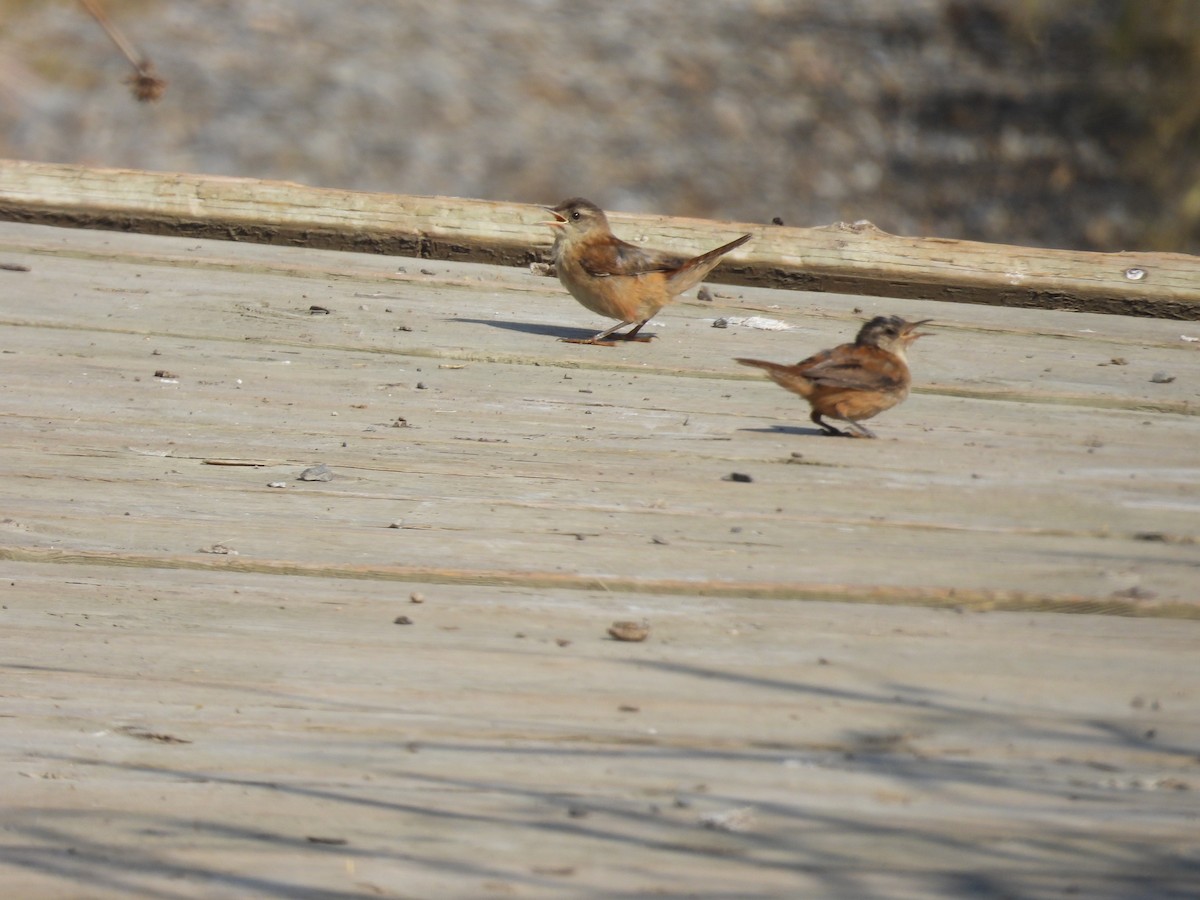 Marsh Wren - ML641633089