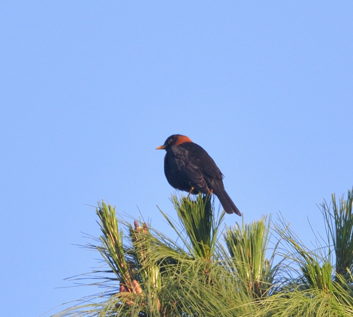 Rufous-collared Robin - ML641633108
