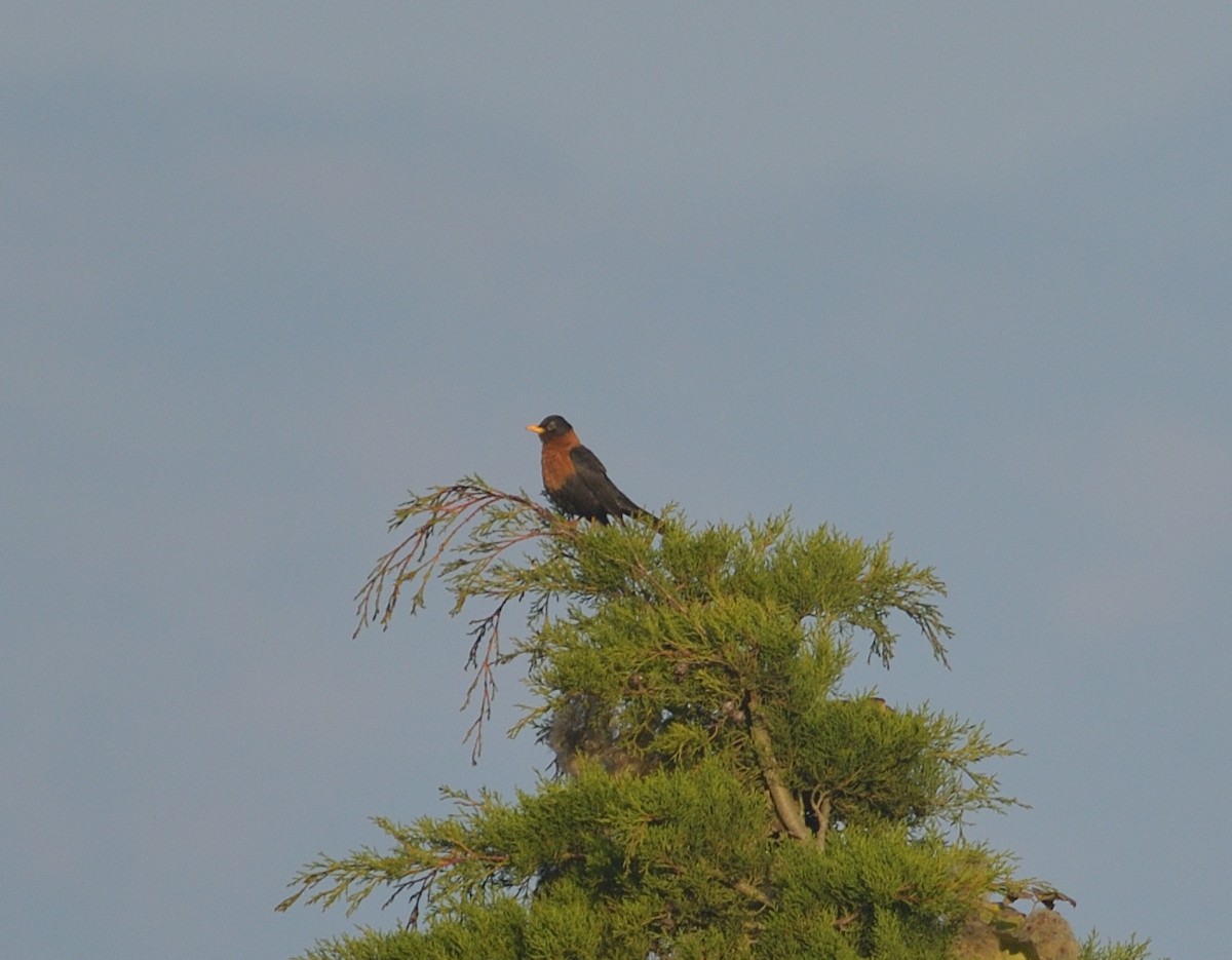 Rufous-collared Robin - ML641633118