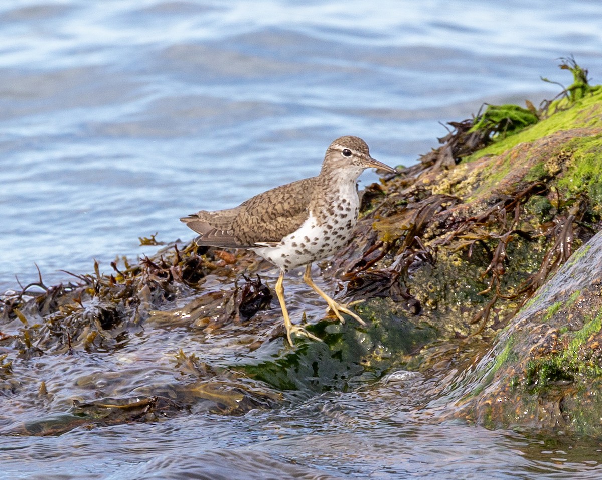 Spotted Sandpiper - ML641633131