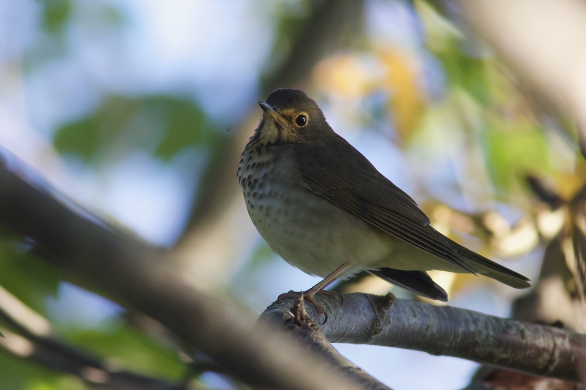 Swainson's Thrush - ML641633151