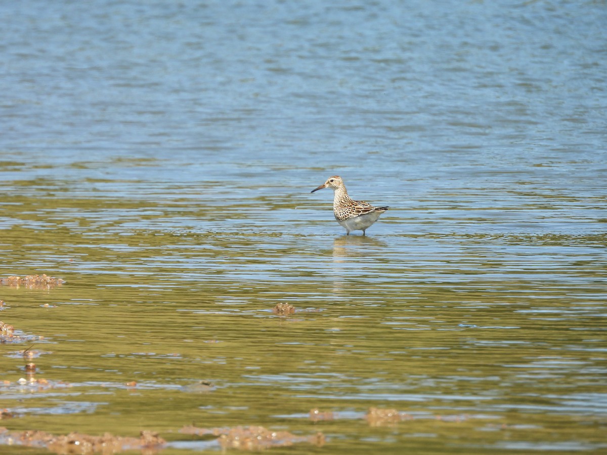 Graubrust-Strandläufer - ML641633158