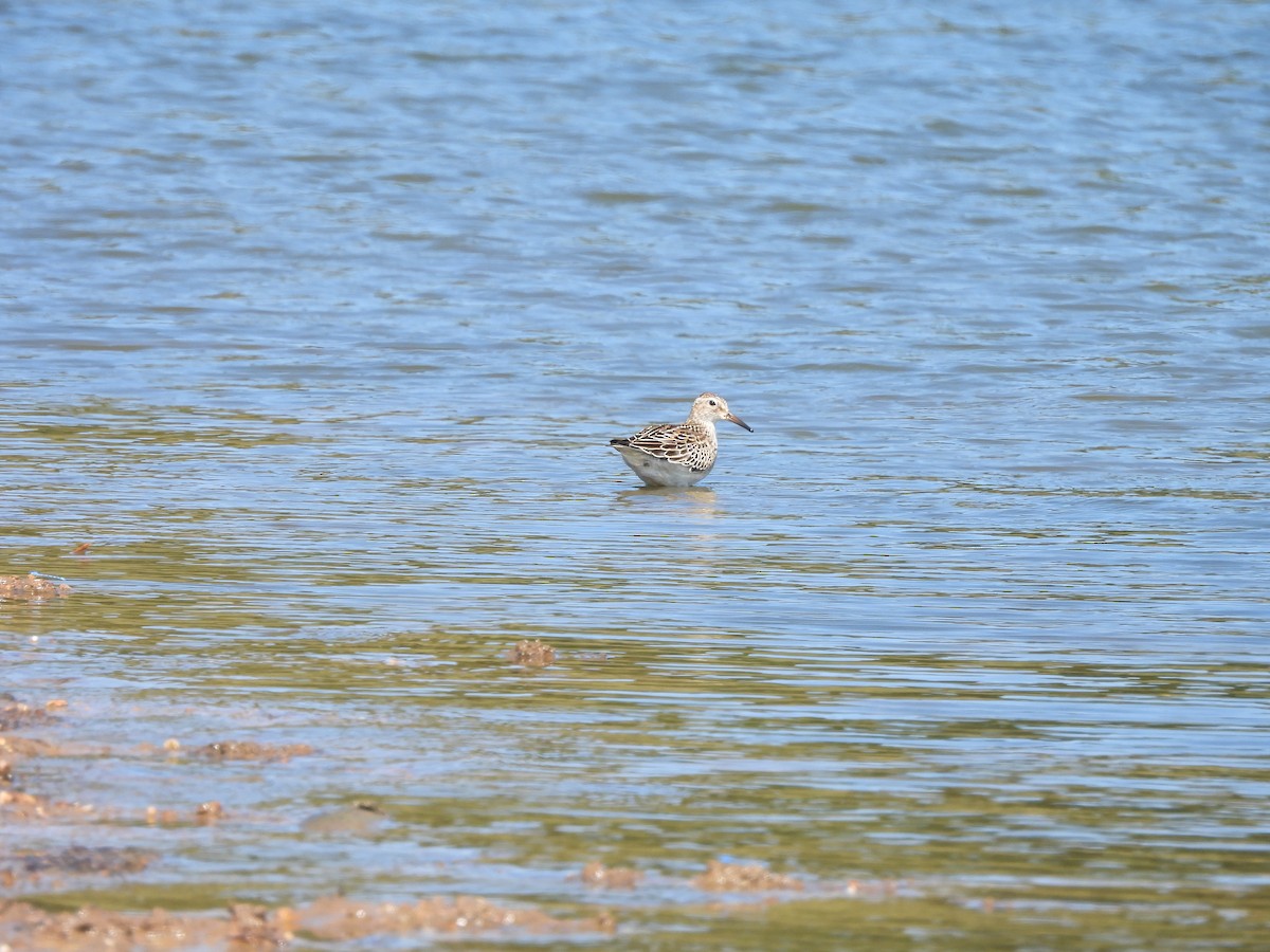 Graubrust-Strandläufer - ML641633162