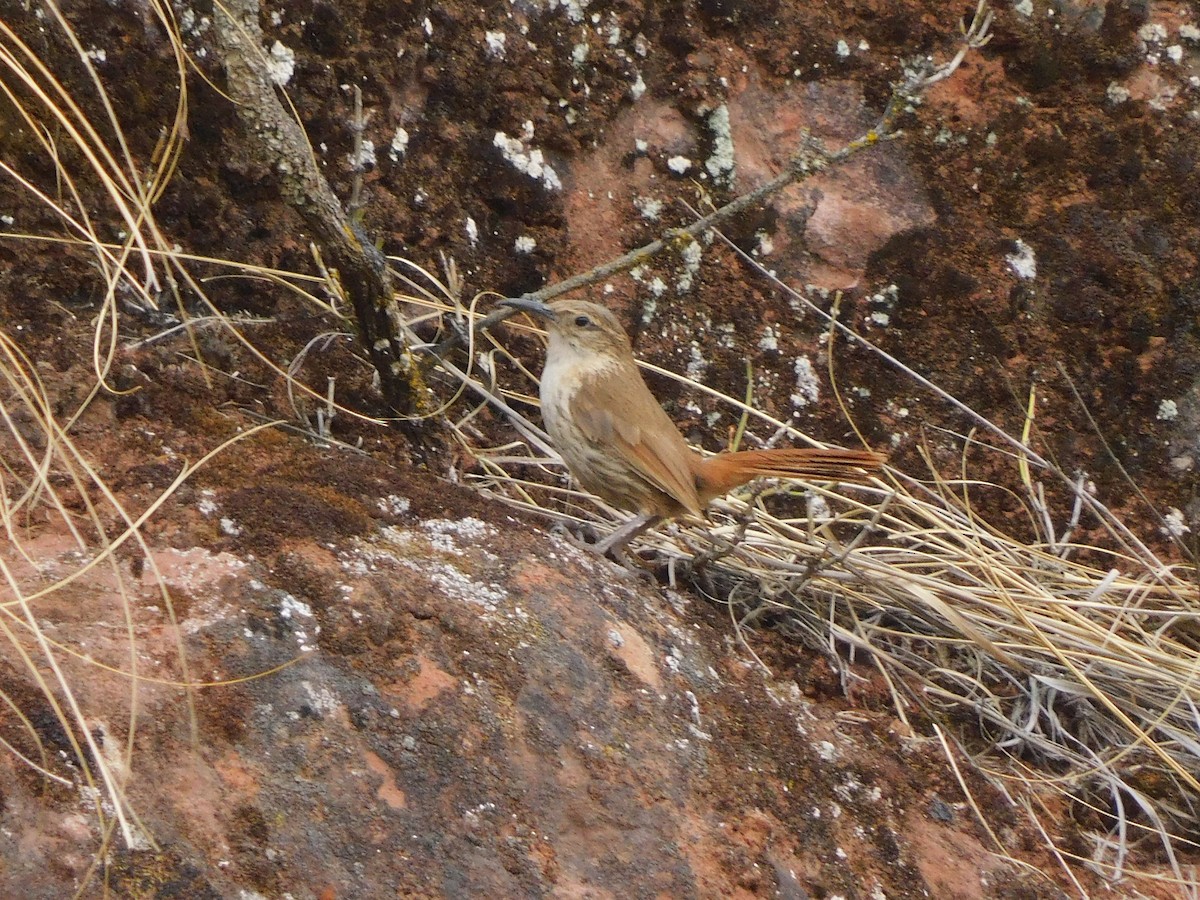 Bandurrita Roquera - ML641633222