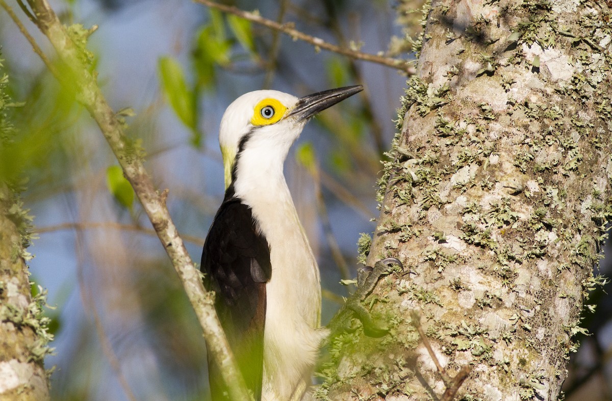 White Woodpecker - ML641633248