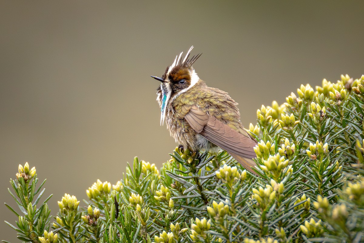 Green-bearded Helmetcrest - ML641633277