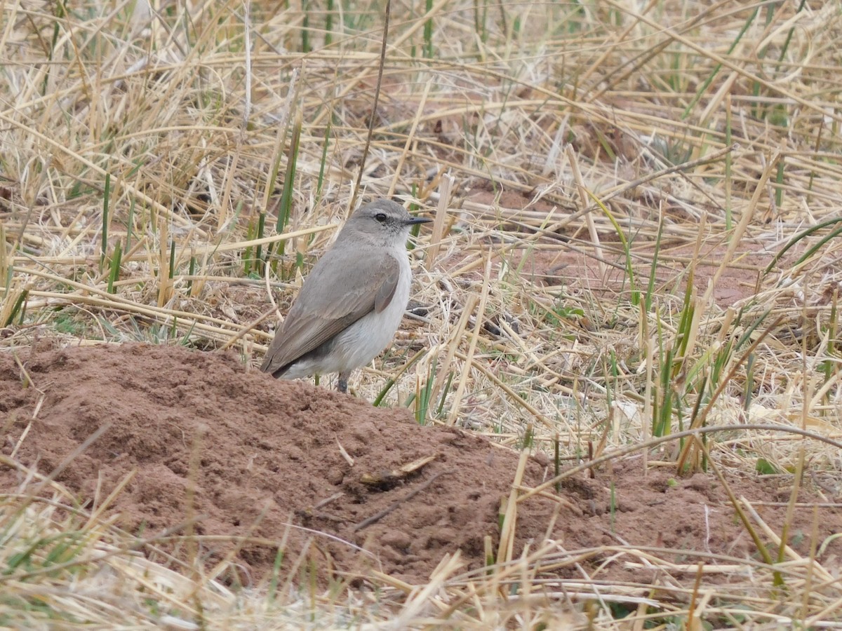 Cinereous Ground-Tyrant - ML641633300
