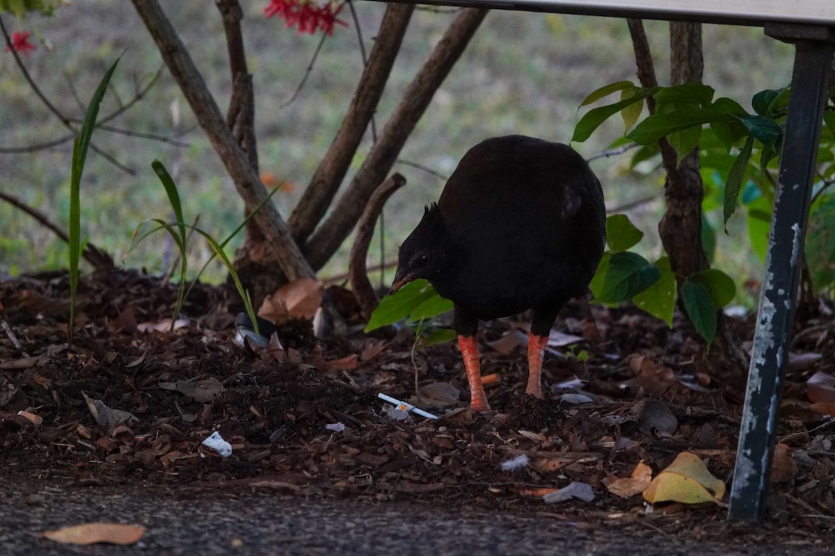 Orange-footed Megapode - ML641633317