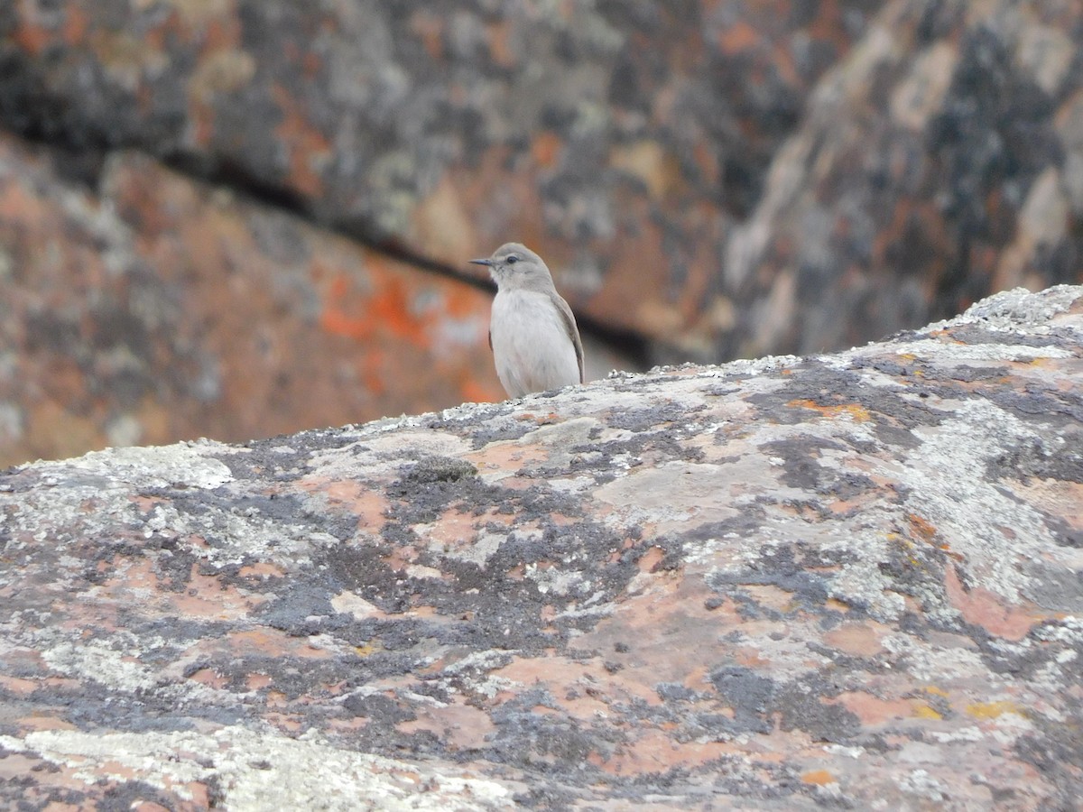 Cinereous Ground-Tyrant - ML641633329