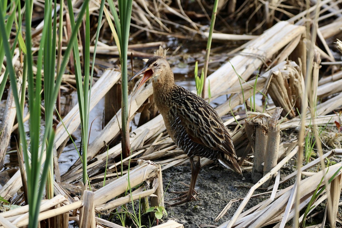 King Rail - ML641633333