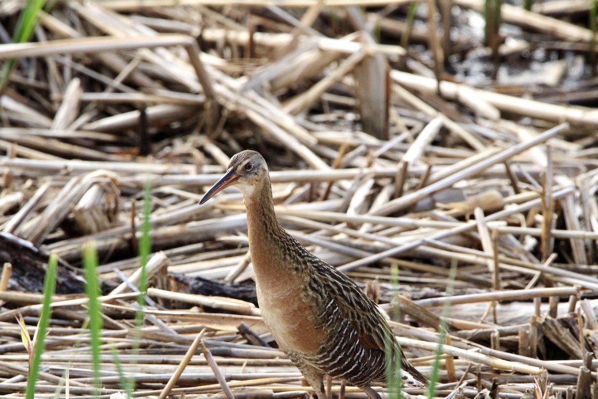 King Rail - ML641633334