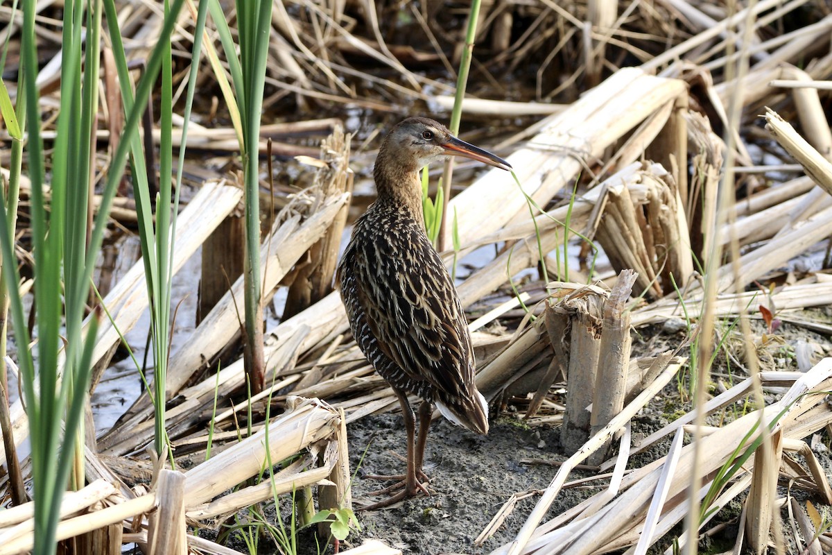 King Rail - ML641633335
