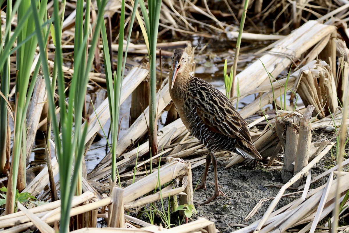 King Rail - ML641633336