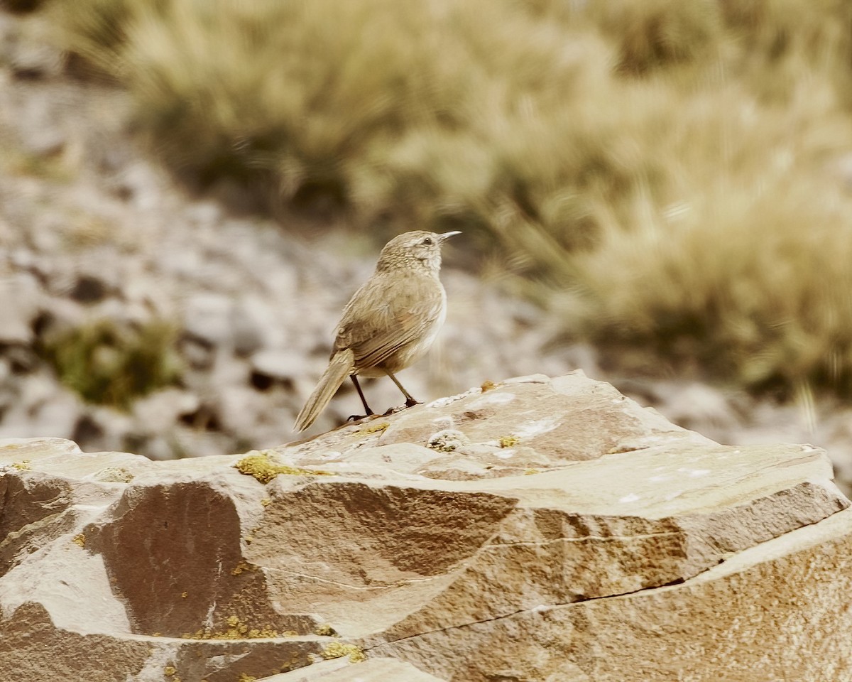 Streak-throated Canastero - ML641633354