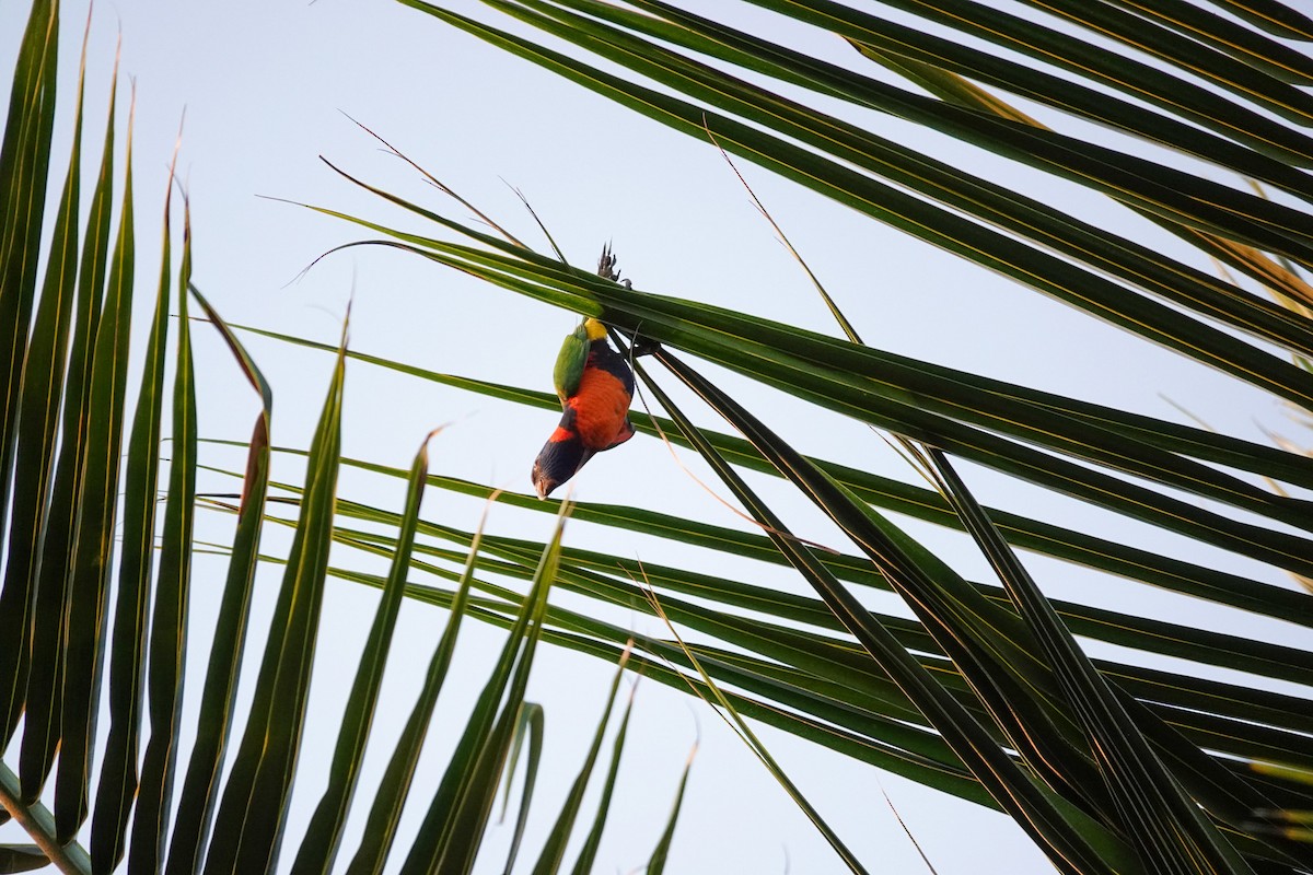 Red-collared Lorikeet - ML641633370