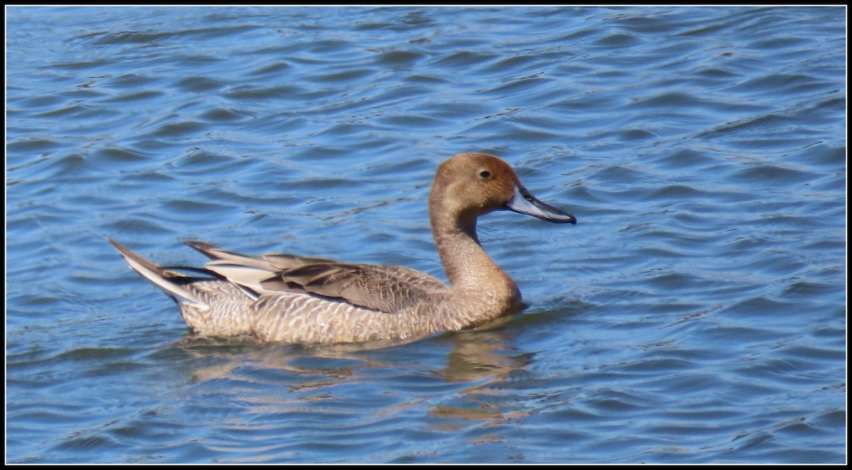 Northern Pintail - ML641633517