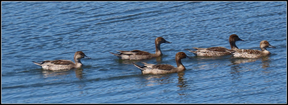 Northern Pintail - ML641633518