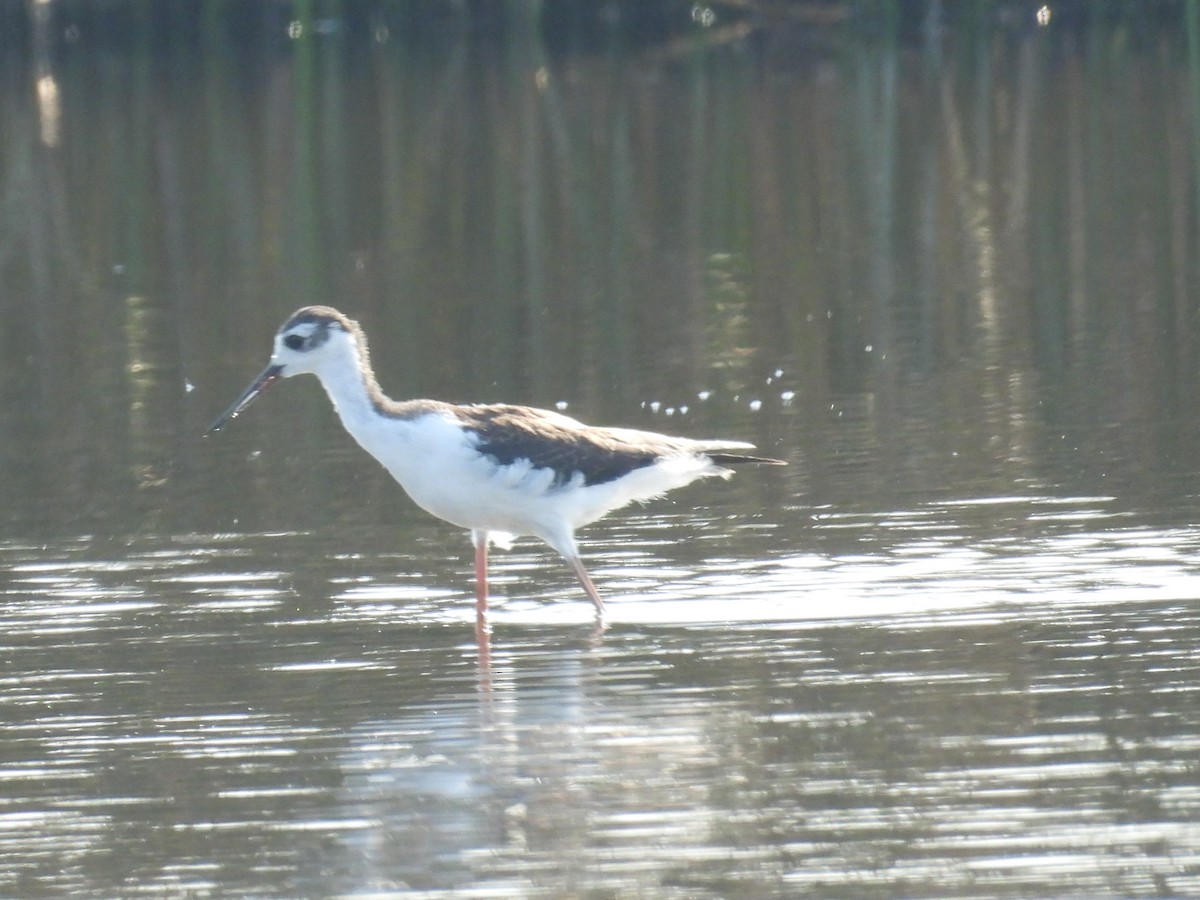 Black-necked Stilt - ML641633526