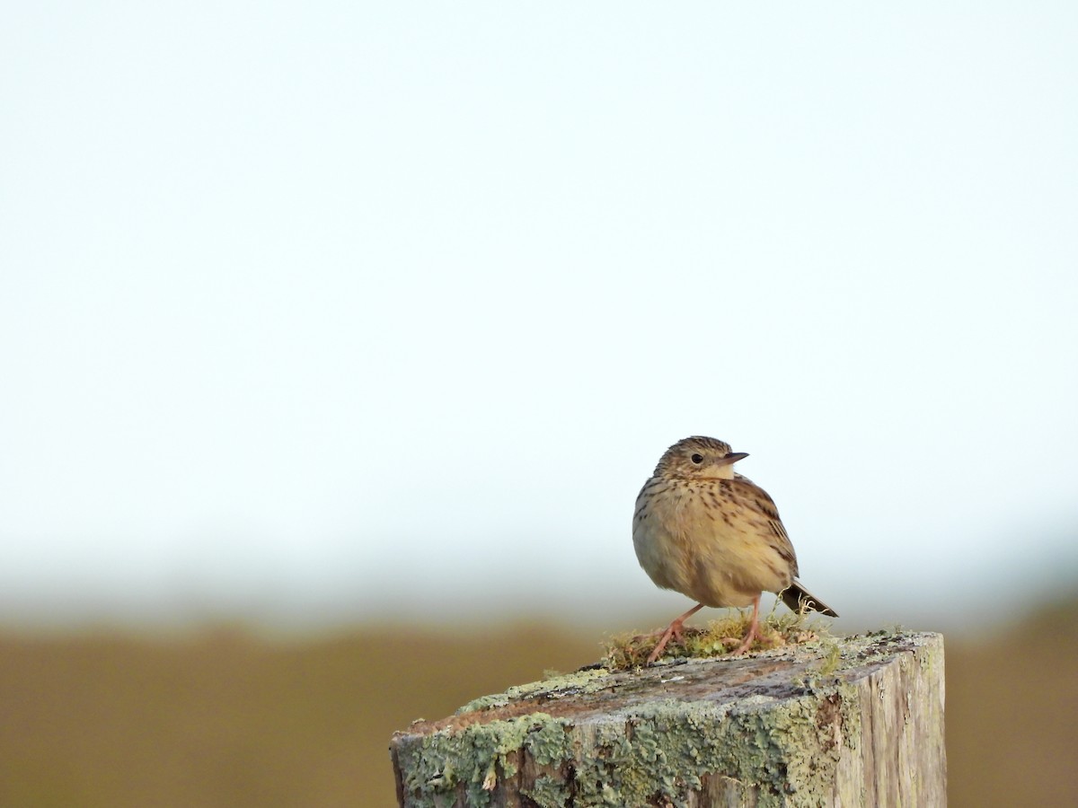 Pipit de Hellmayr - ML641633579