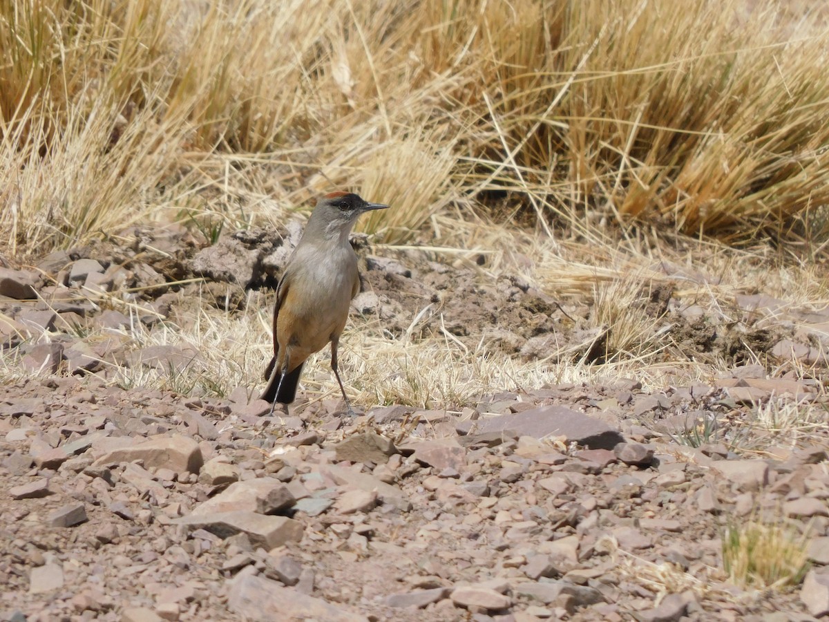 Cinnamon-bellied Ground-Tyrant - ML641633807