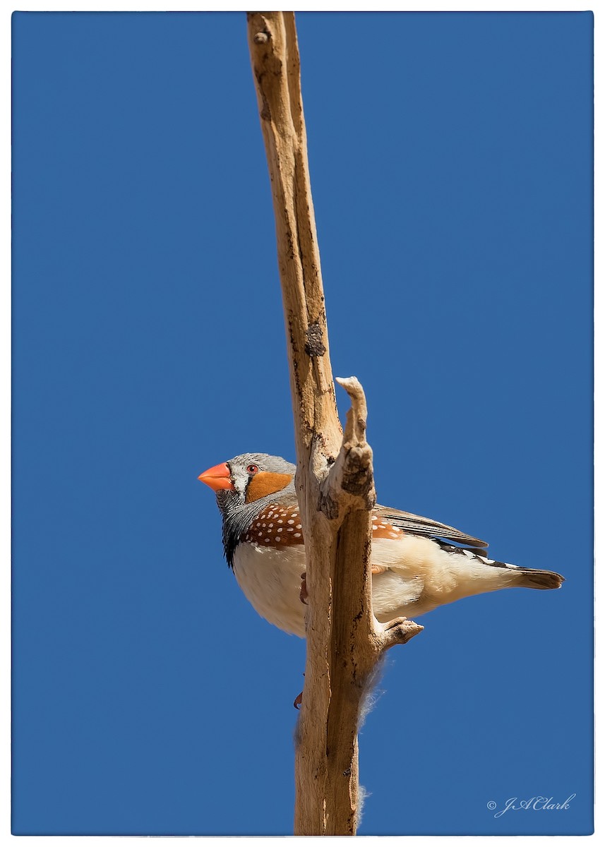 Zebra Finch - ML641633812