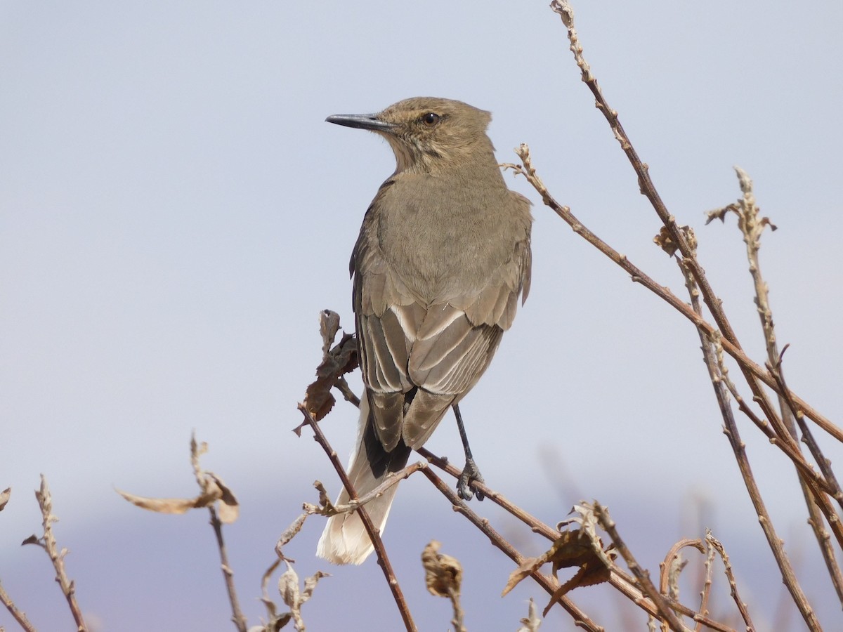 Black-billed Shrike-Tyrant - ML641633818