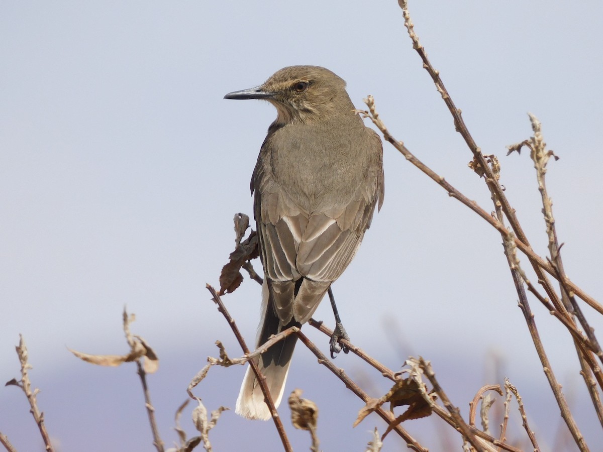 Black-billed Shrike-Tyrant - ML641633819