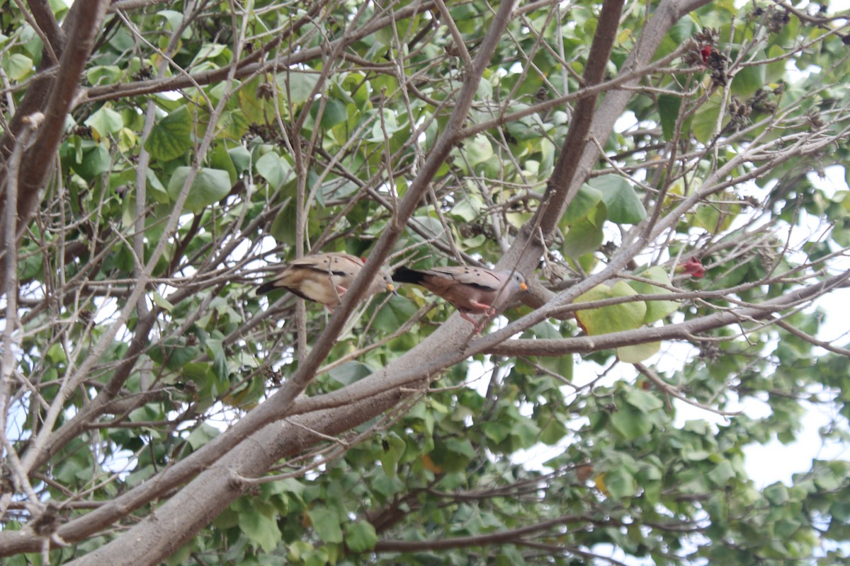 Croaking Ground Dove - ML641633826