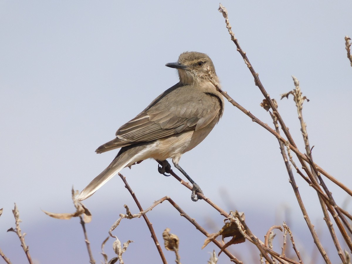 Black-billed Shrike-Tyrant - ML641633827