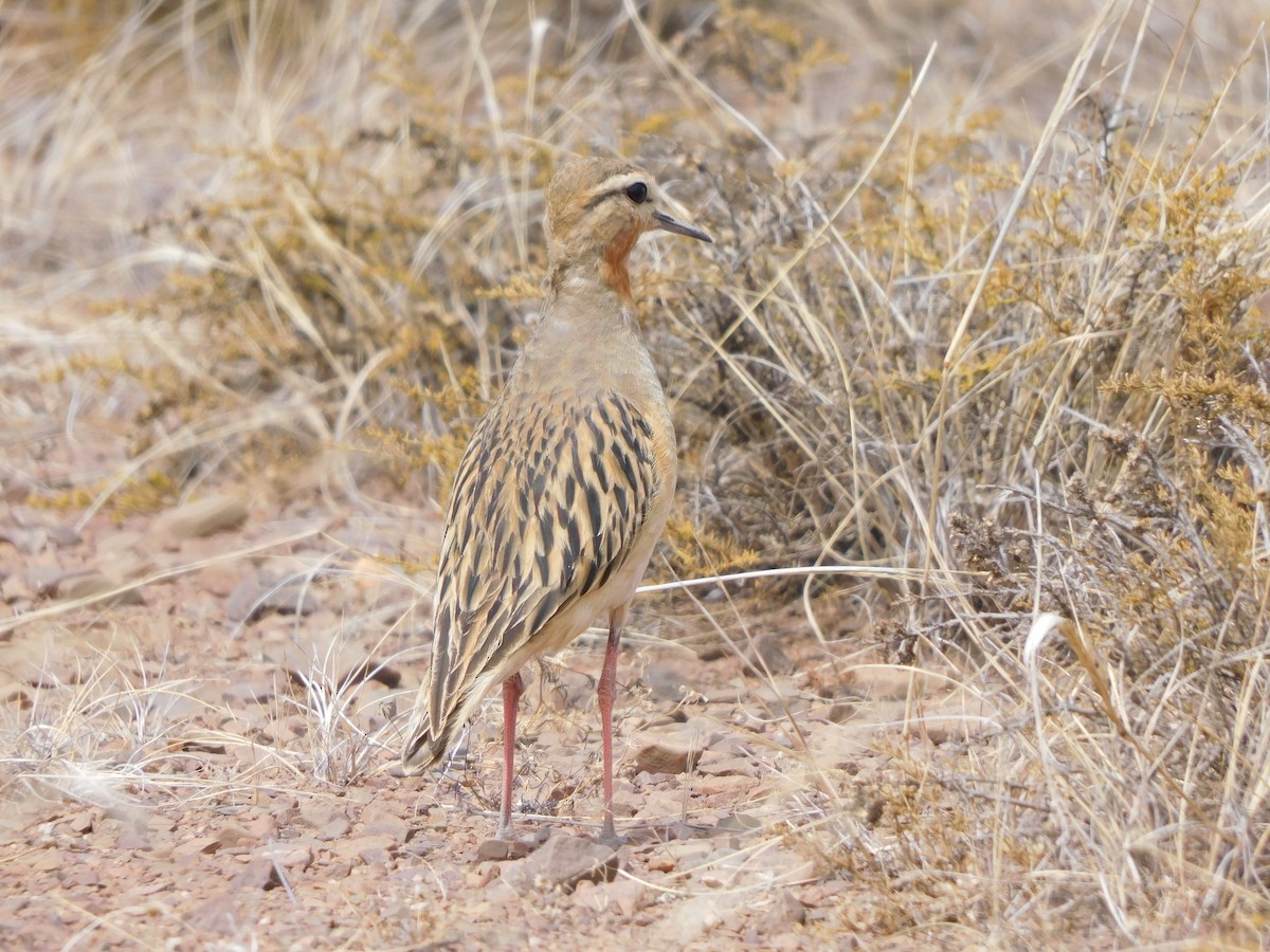 Tawny-throated Dotterel - ML641633855