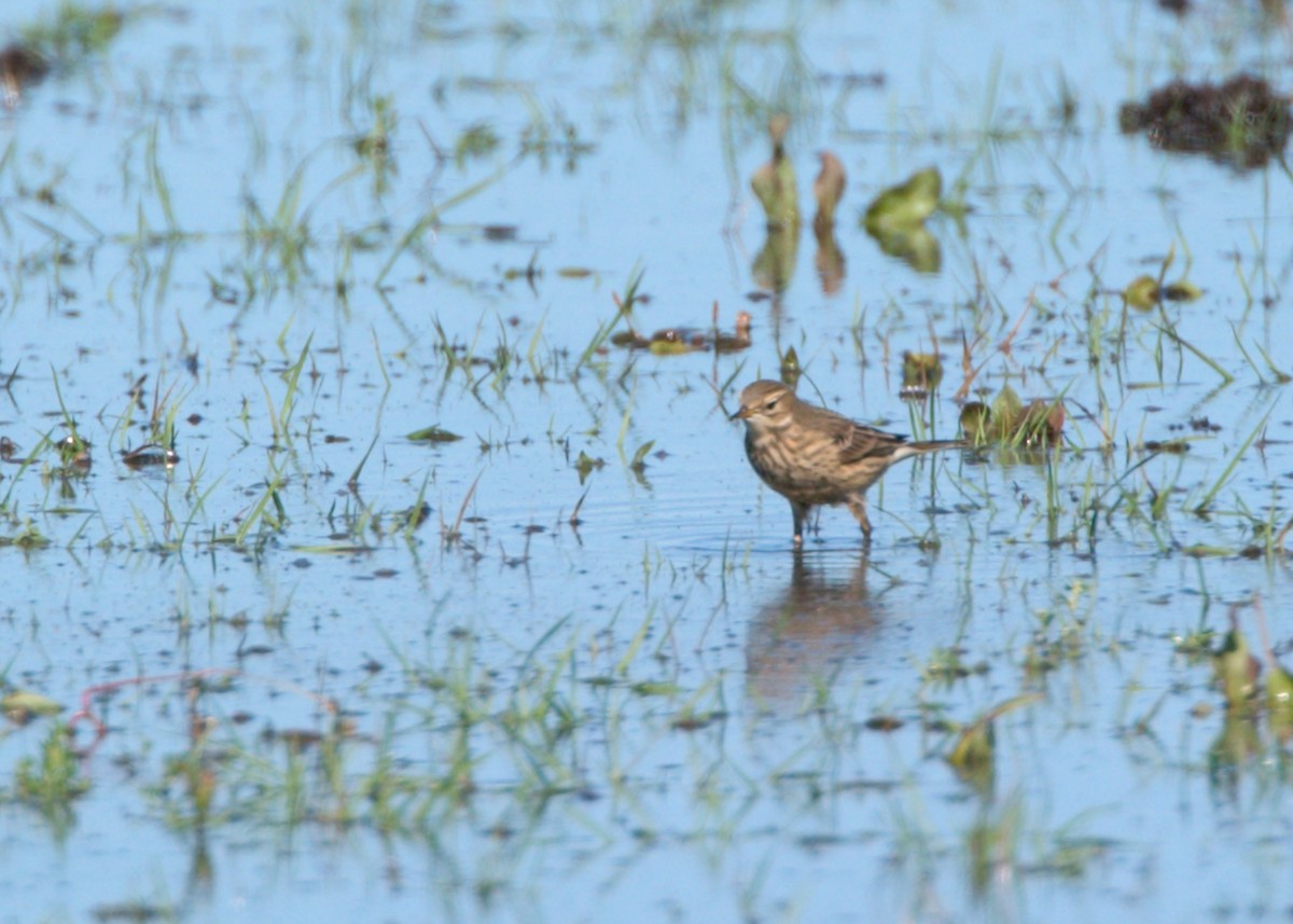 American Pipit - ML641633856