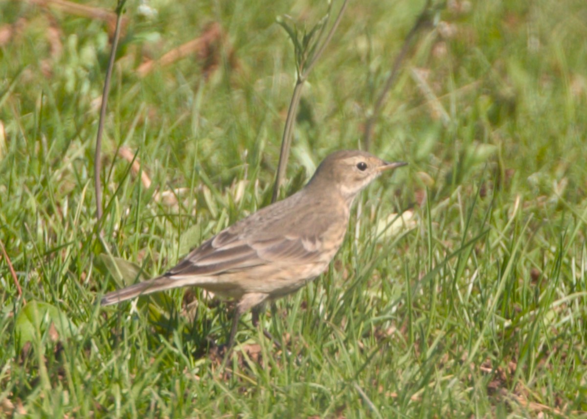 American Pipit - ML641633857