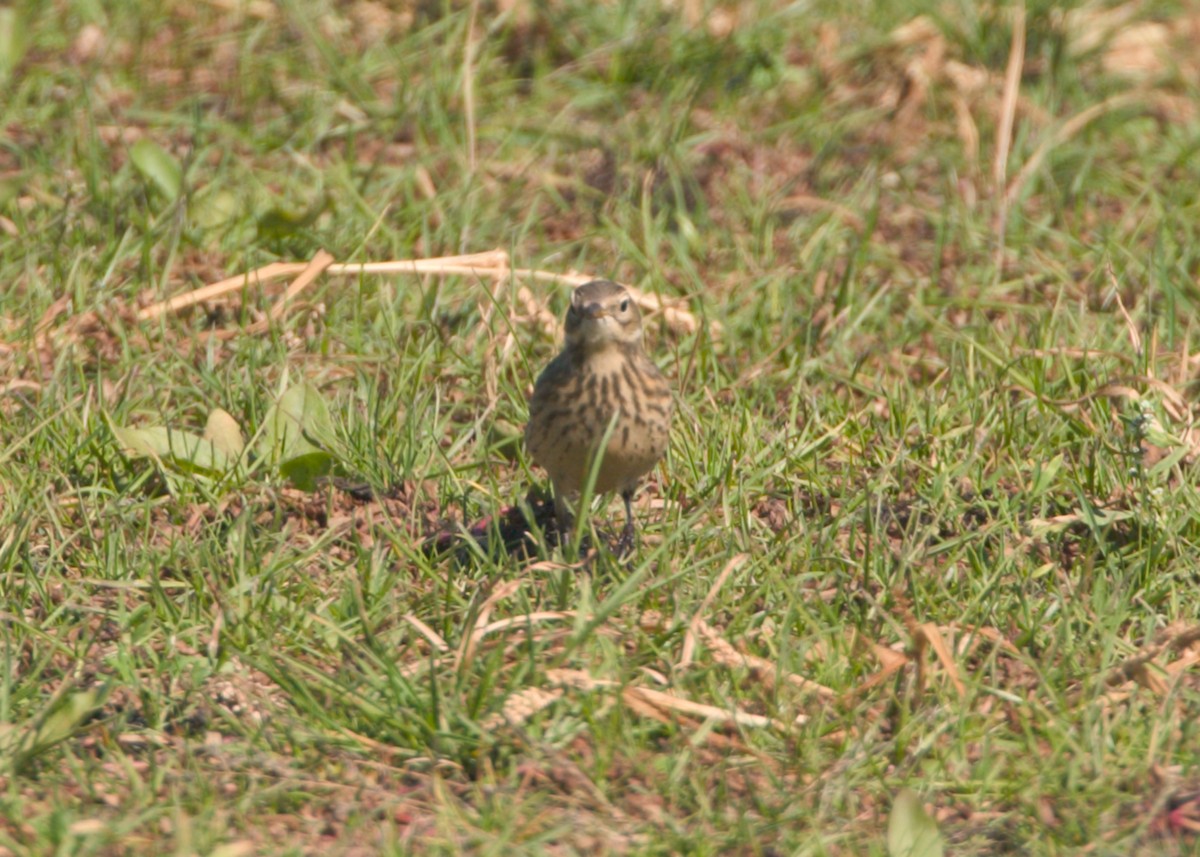 American Pipit - ML641633858