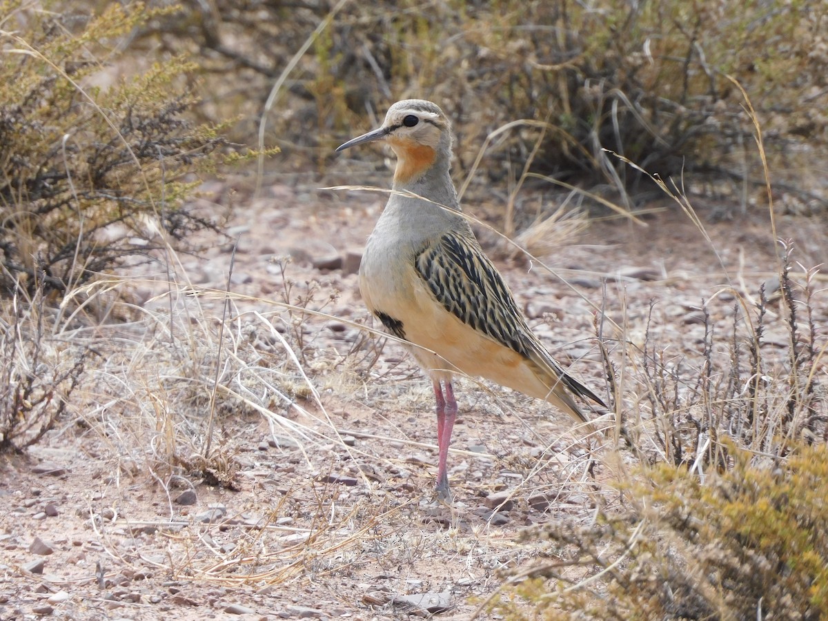 Tawny-throated Dotterel - ML641633861